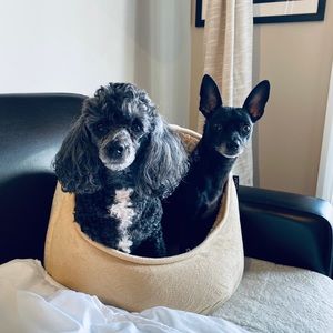 Meet your Posher, Benjamin